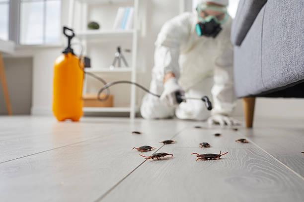 Commercial Rodent Management in Little River-Academy